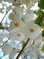Halesia carolina - Carolina-Schneegl�ckchenbaum