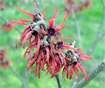 Photos Hamamelis x intermedia