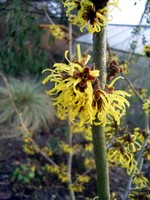 Photos Hamamelis x intermedia