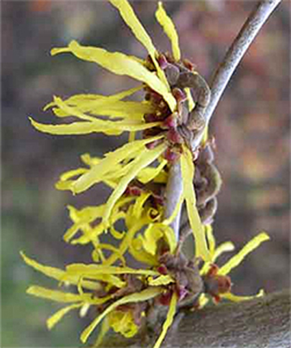 Photos Hamamelis x intermedia - Witchhazel