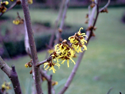 Fotos Hamamelis mollis - 