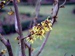 Photos Hamamelis mollis
