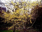 Photos Hamamelis vernalis