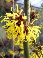 Photos Hamamelis japonica