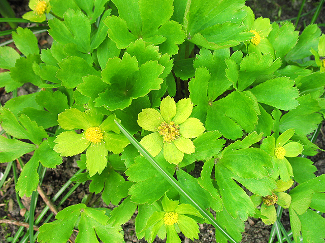 Fotos Hacquetia epipactis - 