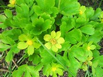 Hacquetia epipactis - Schaftdolde