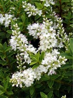 Hebe buxifolia - Strauchveronica