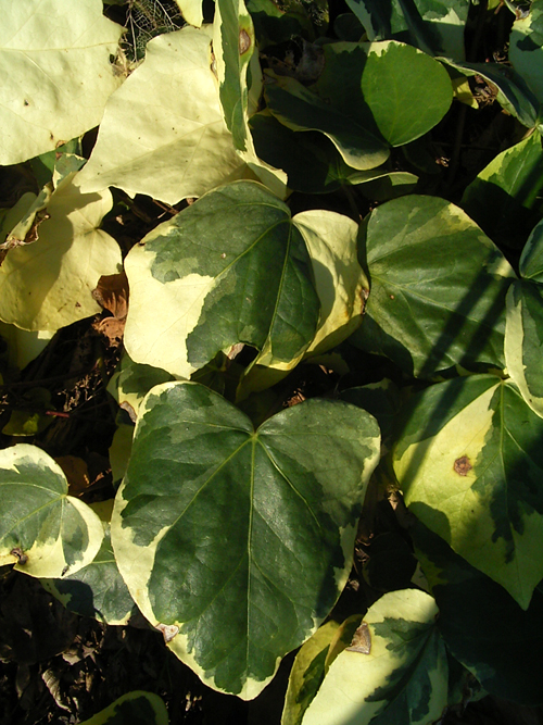 Photos Hedera colchica - 