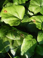Hedera colchica - Kolchischer Efeu