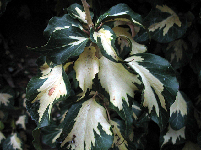 Photos Hedera helix - English ivy