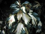 Hedera helix - Gemeiner Efeu, Goldherz