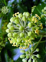 Hedera helix - Strauch-Efeu Arborescens
