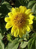 Photos Helianthus decapetalus