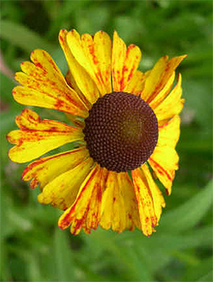 Photos Helenium bigelovii - Sneezeweed
