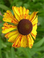 Photos Helenium bigelovii