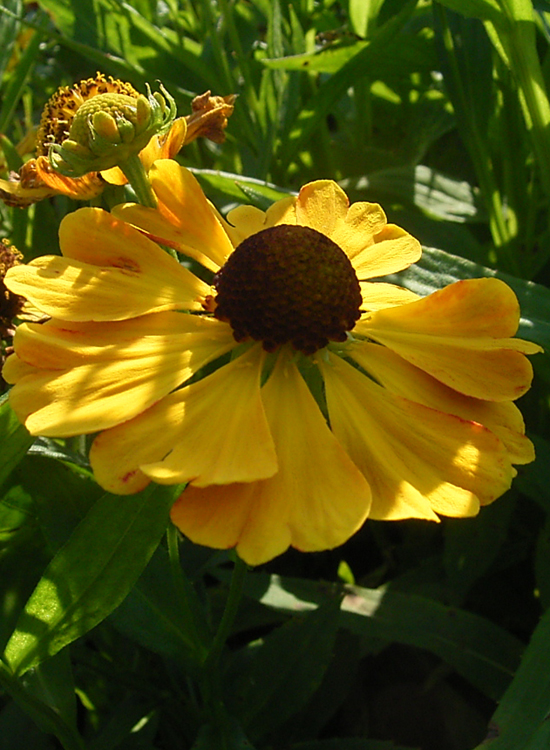 Photos Helenium - Sneezeweed