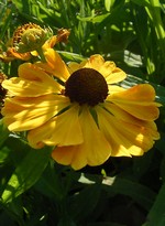 Helenium - Garten-Sonnenbraut Goldrausch
