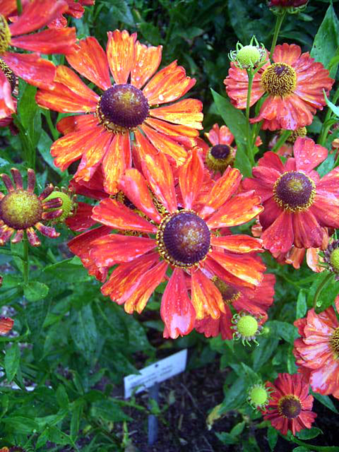 Fotos Helenium - 