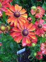 Photos Helenium