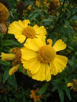 Helenium - Garten-Sonnenbraut Kanaria