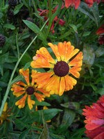 Helenium - Garten-Sonnenbraut Waltraud