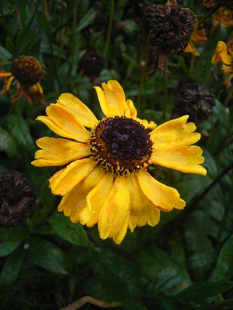 Photos Helenium - Sneezeweed