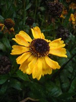 Helenium - Sonnenbraut Wyndley