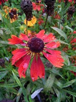 Photos Helenium