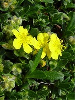 Foto Helianthemum alpestre - Eliantemo bianco