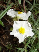 Photos Helianthemum apenninum