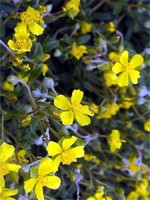 Photos Helianthemum canum