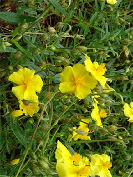Photos Helianthemum nummularium - Rock rose