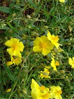 Photos Helianthemum nummularium