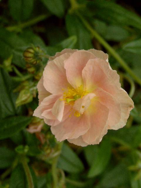 Photos Helianthemum rhodante - Rock rose
