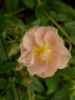 Photos Helianthemum rhodante