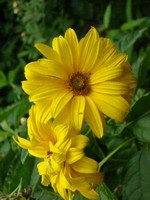Photos Helianthus atrorubens