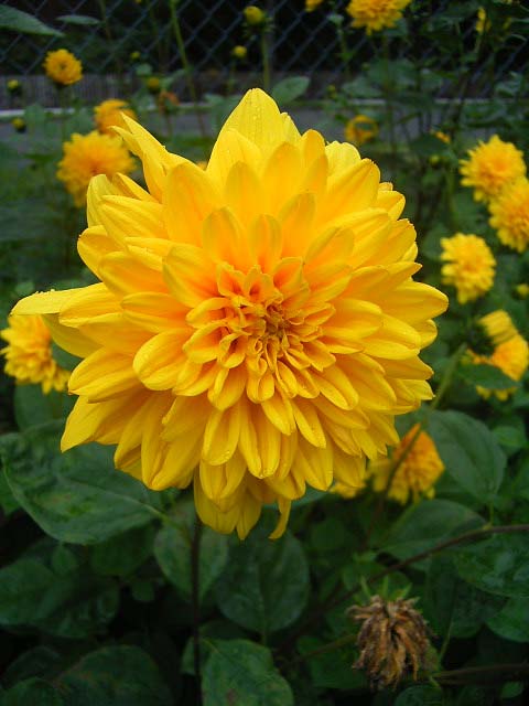 Photos Helianthus decapetalus - Sunflower