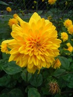 Photos Helianthus decapetalus