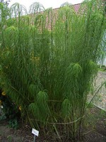 Photos Helianthus salicifolius
