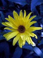 Photos Helianthus tuberosus