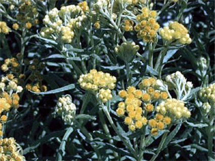Photos Helichrysum thianschanicum - Straw flower