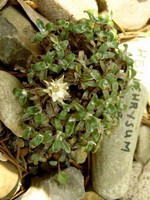 Helichrysum sessile - 
