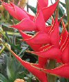 Heliconia