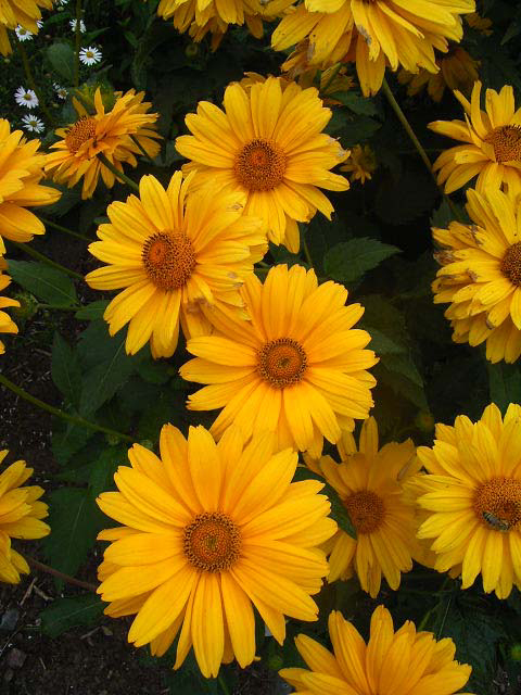 Photos Heliopsis helianthoides var. scabra - 