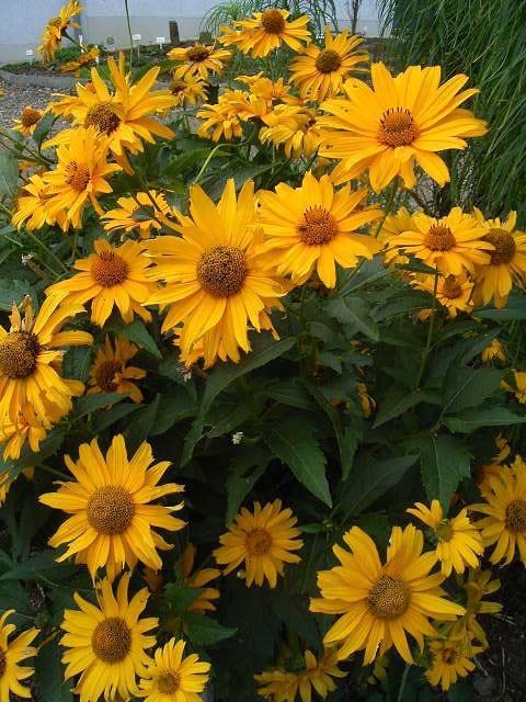 Photos Heliopsis helianthoides var. scabra - 