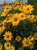 Heliopsis helianthoides var. scabra - Sonnenauge Sonnenglut