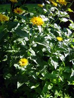 Heliopsis helianthoides var. scabra - Garten-Sonnenauge Karat