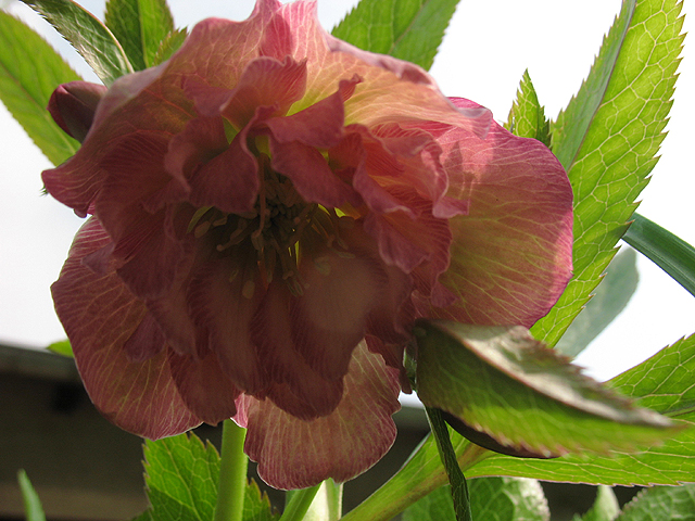 Photos Helleborus orientalis - 