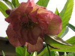 Photos Helleborus orientalis