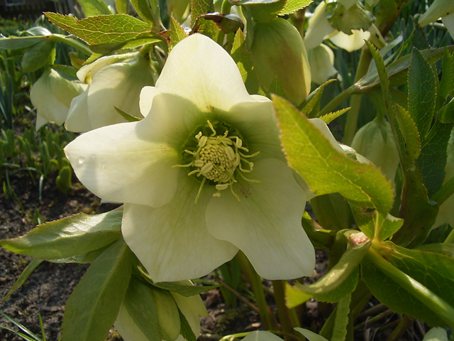 Photos Helleborus orientalis - Lenten rose
